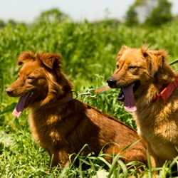 Лика и Нупи